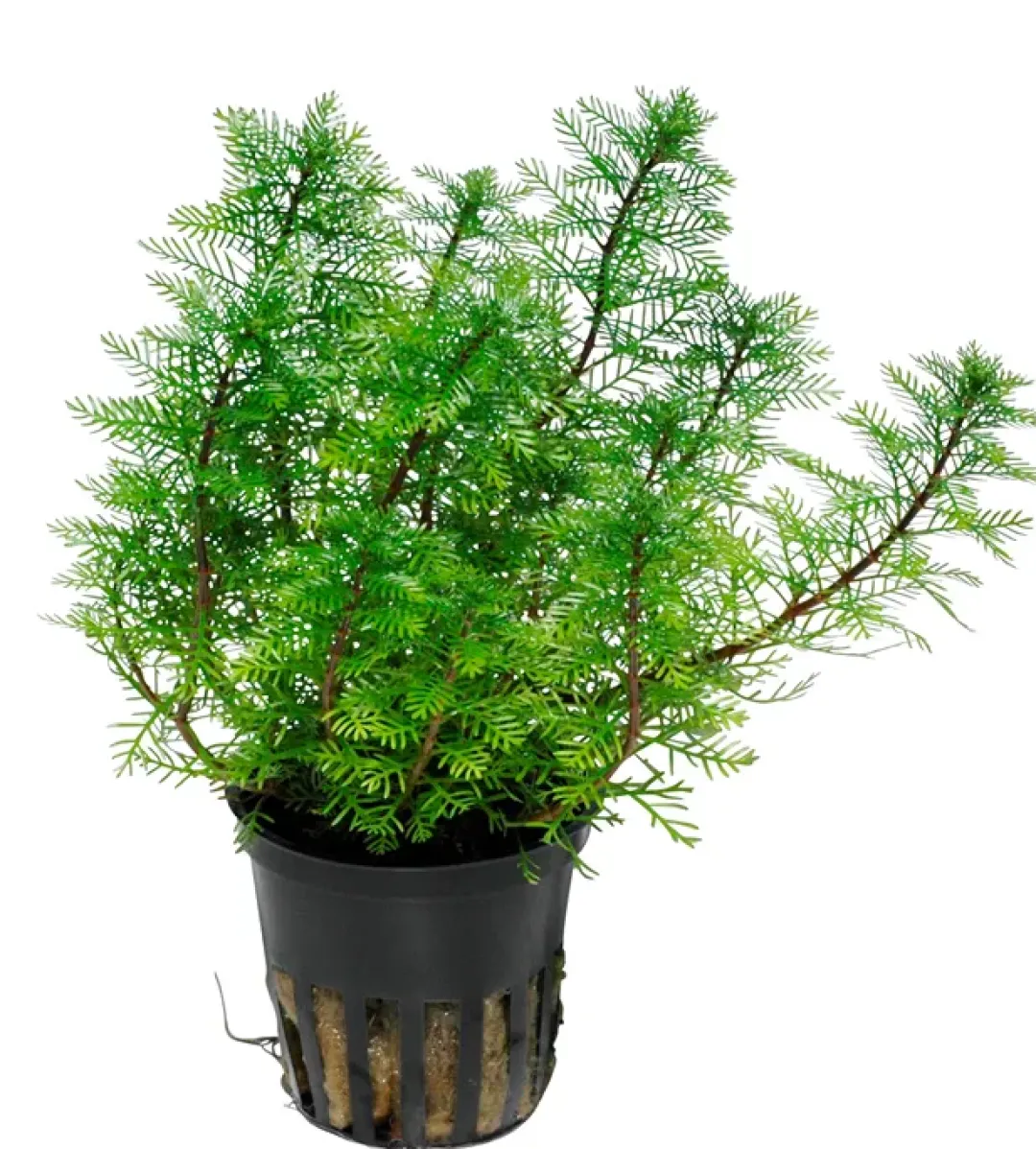 Tropica Akvarieplanter Tropica Akvarieplante i potte Myriophyllum mattogrossense