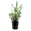 Tropica Akvarieplanter Tropica Akvarieplante i potte Hygrophila pinnatifida