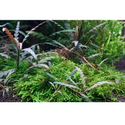 Tropica Akvarieplanter Tropica Akvarieplante i potte Hygrophila pinnatifida