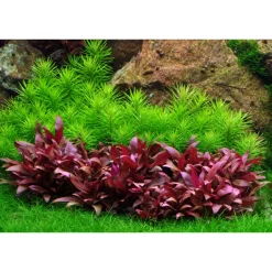 Tropica Akvarieplanter Tropica Akvarieplante i potte Pogostemon deccanensis