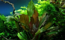 Tropica Akvarieplanter Tropica Akvarieplante i potte Echinodorus Reni
