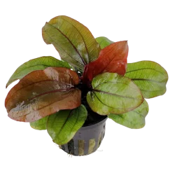 Tropica Akvarieplanter Tropica Akvarieplante i potte Echinodorus Reni
