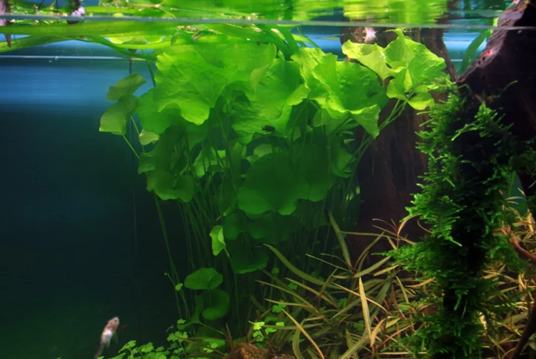 Tropica Akvarieplanter Tropica Akvarieplante i potte Nymphoides hydrophylla Taiwan