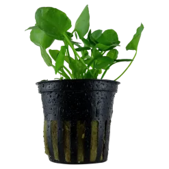 Tropica Akvarieplanter Tropica Akvarieplante i potte Nymphoides hydrophylla Taiwan