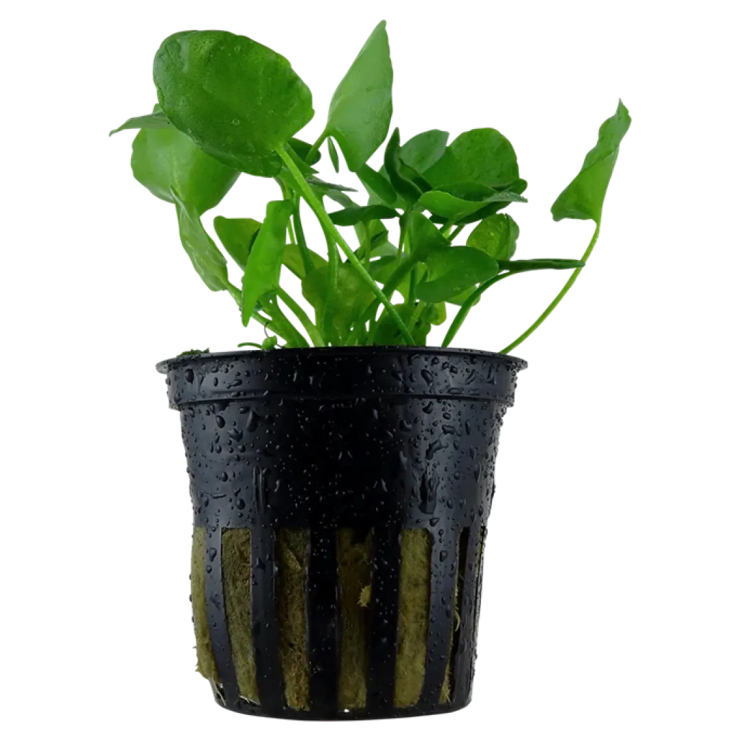Tropica Akvarieplanter Tropica Akvarieplante i potte Nymphoides hydrophylla Taiwan