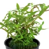 Tropica Akvarieplanter Tropica Akvarieplante i potte Limnophila hippuridoides