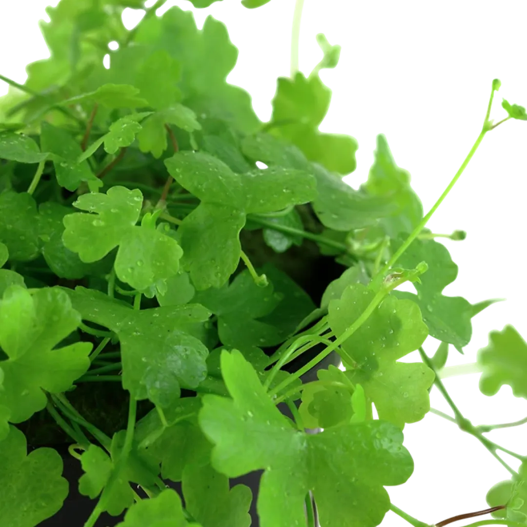 Tropica Akvarieplanter Tropica Akvarieplante i potte Hydrocotyle tripartita