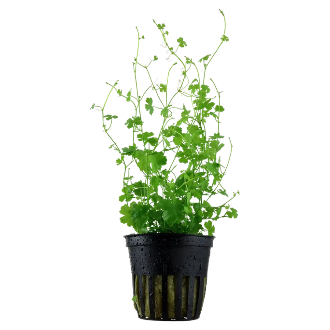 Tropica Akvarieplanter Tropica Akvarieplante i potte Hydrocotyle tripartita