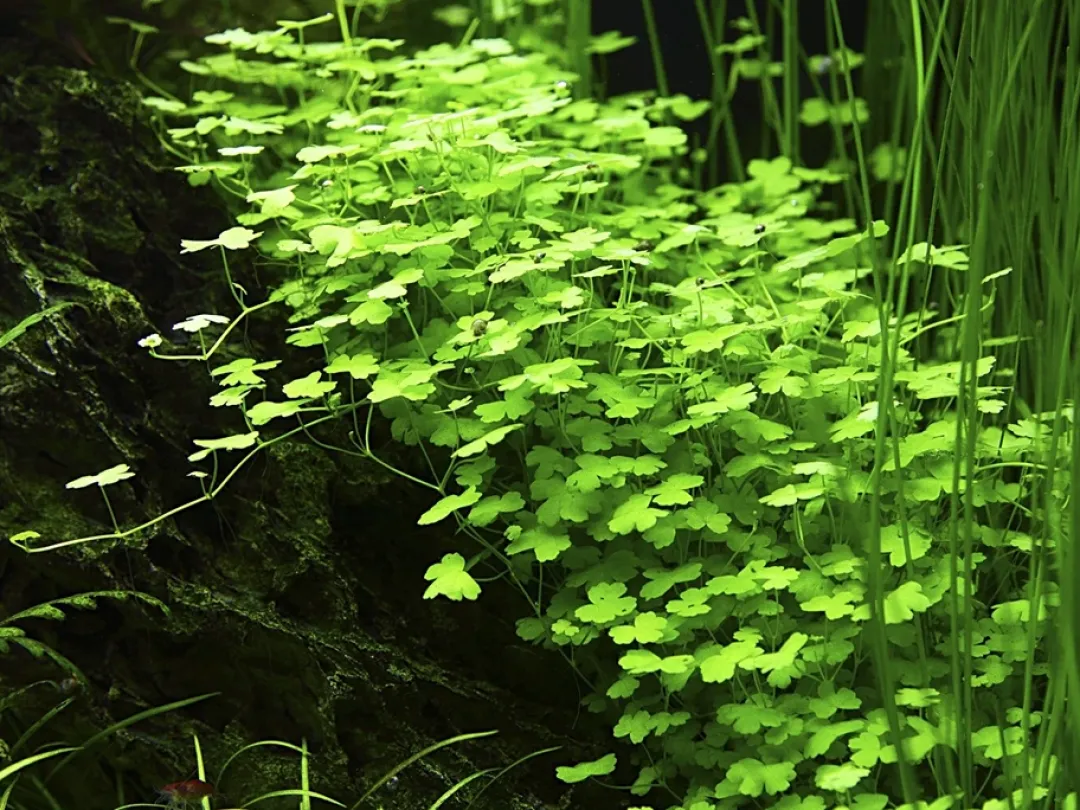 Tropica Akvarieplanter Tropica Akvarieplante i potte Hydrocotyle tripartita