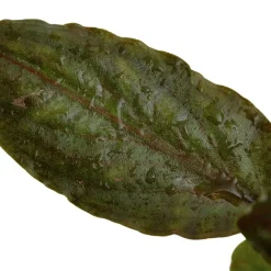 Tropica Akvarieplanter Tropica Akvarieplante i potte Lagenandra meeboldii Red