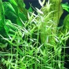 Tropica Akvarieplanter Tropica Akvarieplante i potte Murdannia keisak