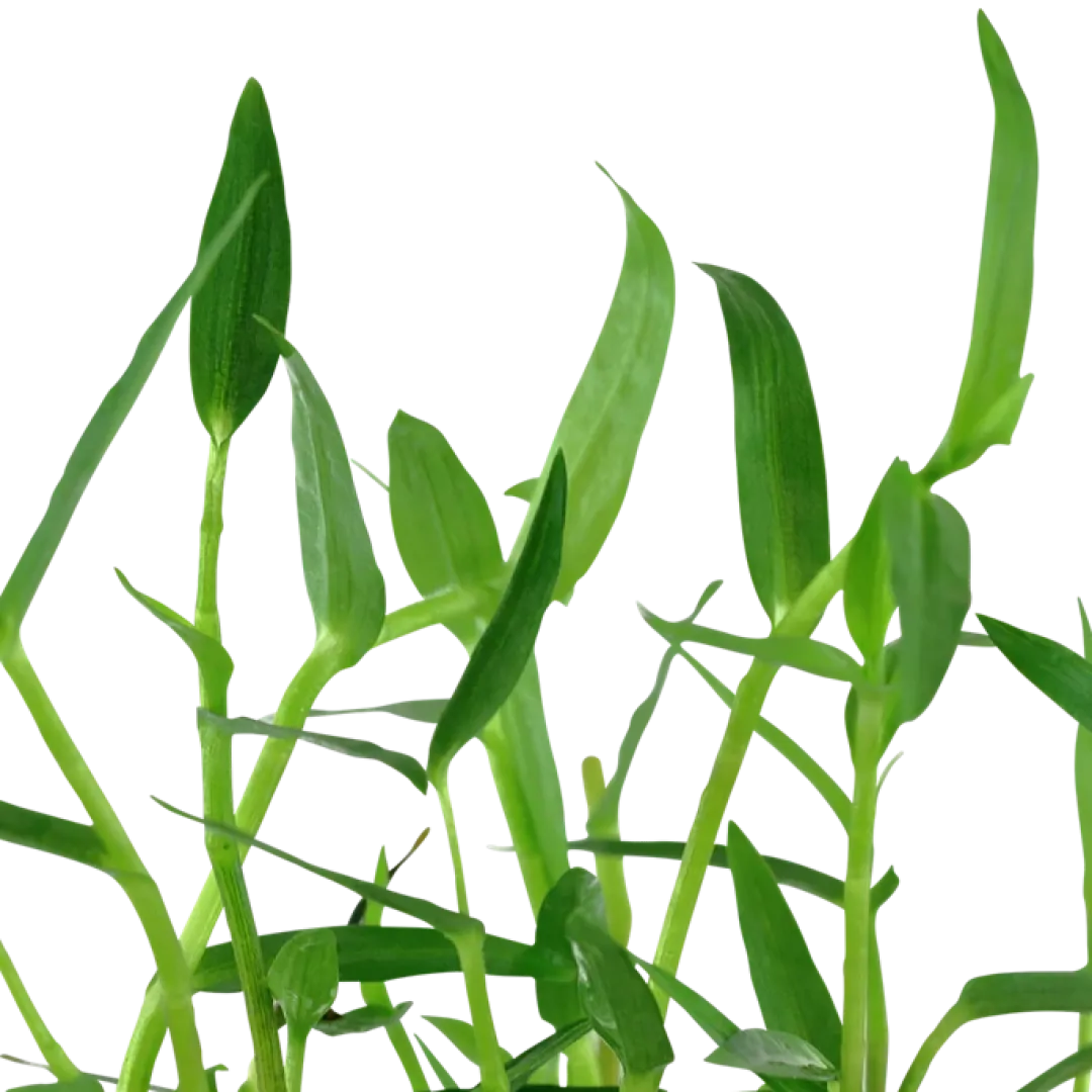 Tropica Akvarieplanter Tropica Akvarieplante i potte Murdannia keisak