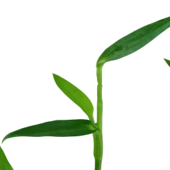 Tropica Akvarieplanter Tropica Akvarieplante i potte Murdannia keisak