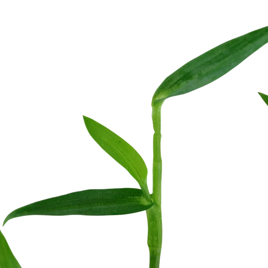 Tropica Akvarieplanter Tropica Akvarieplante i potte Murdannia keisak