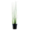 Tropica Akvarieplanter Tropica Akvarieplante i potte Eleocharis montevidensis