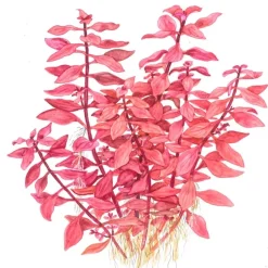 Tropica Akvarieplanter Tropica Akvarieplante i potte Ludwigia palustris Super Red