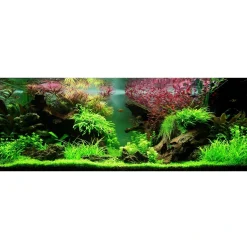 Tropica Akvarieplanter Tropica Akvarieplante i potte Ludwigia palustris Super Red