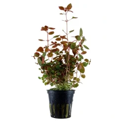 Tropica Akvarieplanter Tropica Akvarieplante i potte Ludwigia palustris Super Red