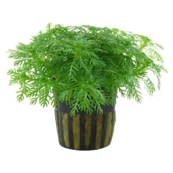 Tropica Akvarieplanter Tropica Akvarieplante i potte Hottonia palustris