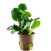 Tropica Akvarieplanter Tropica Akvarieplante i potte Anubias barteri Coin Leaf