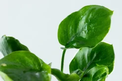 Tropica Akvarieplanter Tropica Akvarieplante i potte Anubias barteri Coin Leaf