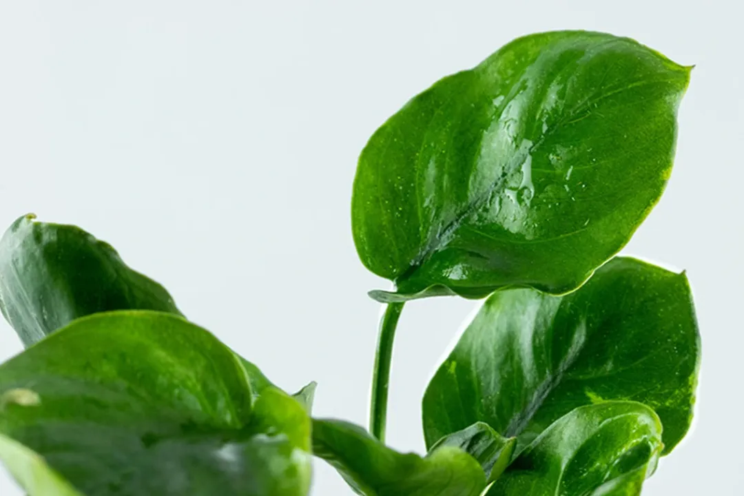 Tropica Akvarieplanter Tropica Akvarieplante i potte Anubias barteri Coin Leaf