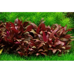Tropica Akvarieplanter Tropica Alternanthera reineckii sp. Mini 1-2-GROW x 3