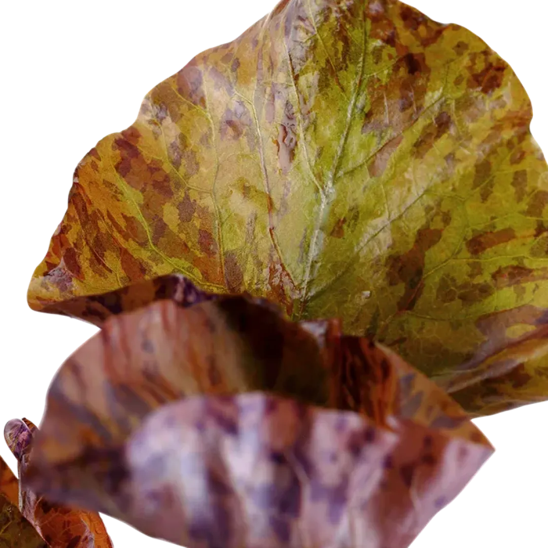 Tropica Akvarieplanter Tropica Alvarieplante i potte Nymphaea lotus zenkeri