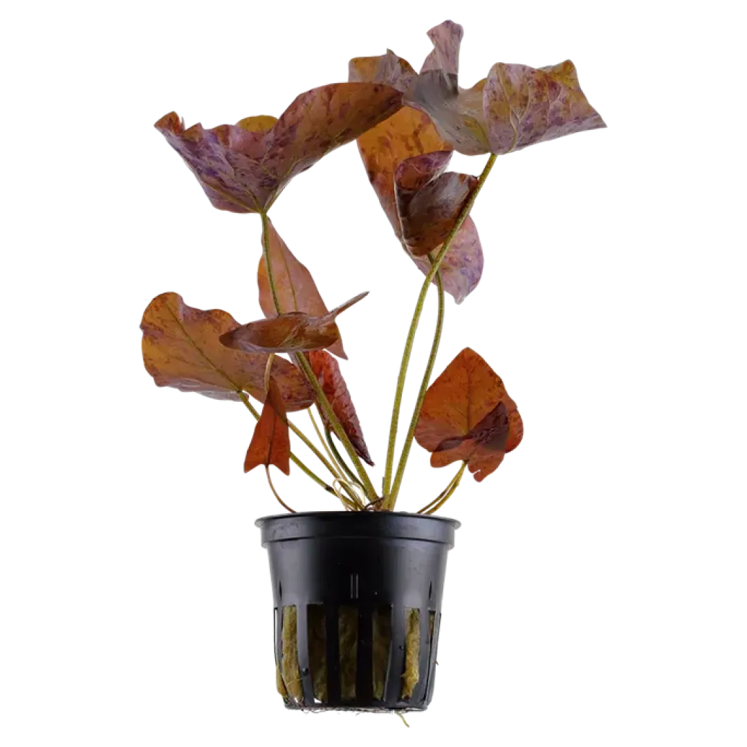 Tropica Akvarieplanter Tropica Alvarieplante i potte Nymphaea lotus zenkeri