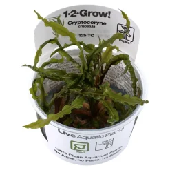 Tropica Akvarieplanter Tropica Cryptocoryne Crispatula 1-2-GROW