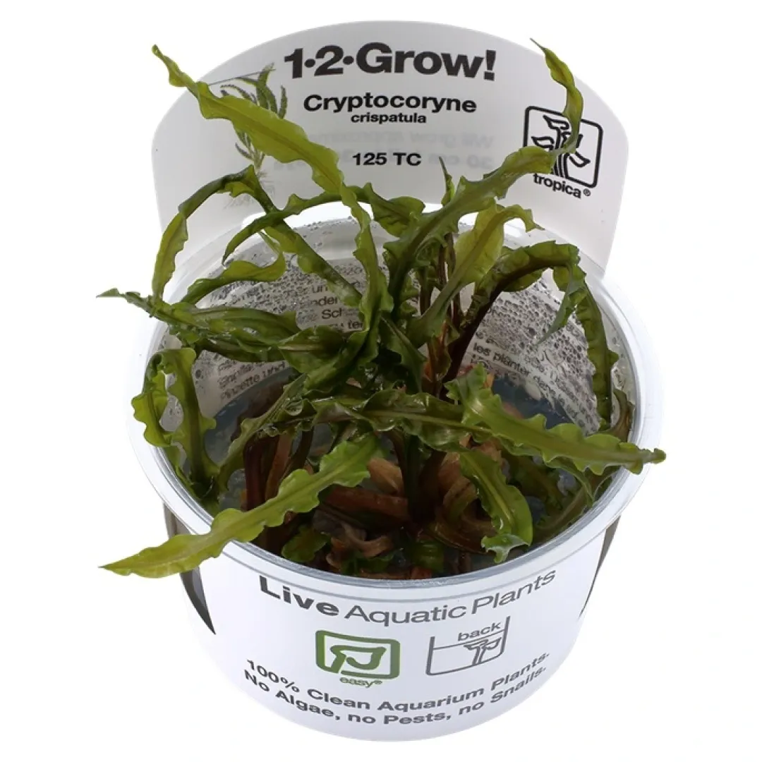 Tropica Akvarieplanter Tropica Cryptocoryne Crispatula 1-2-GROW