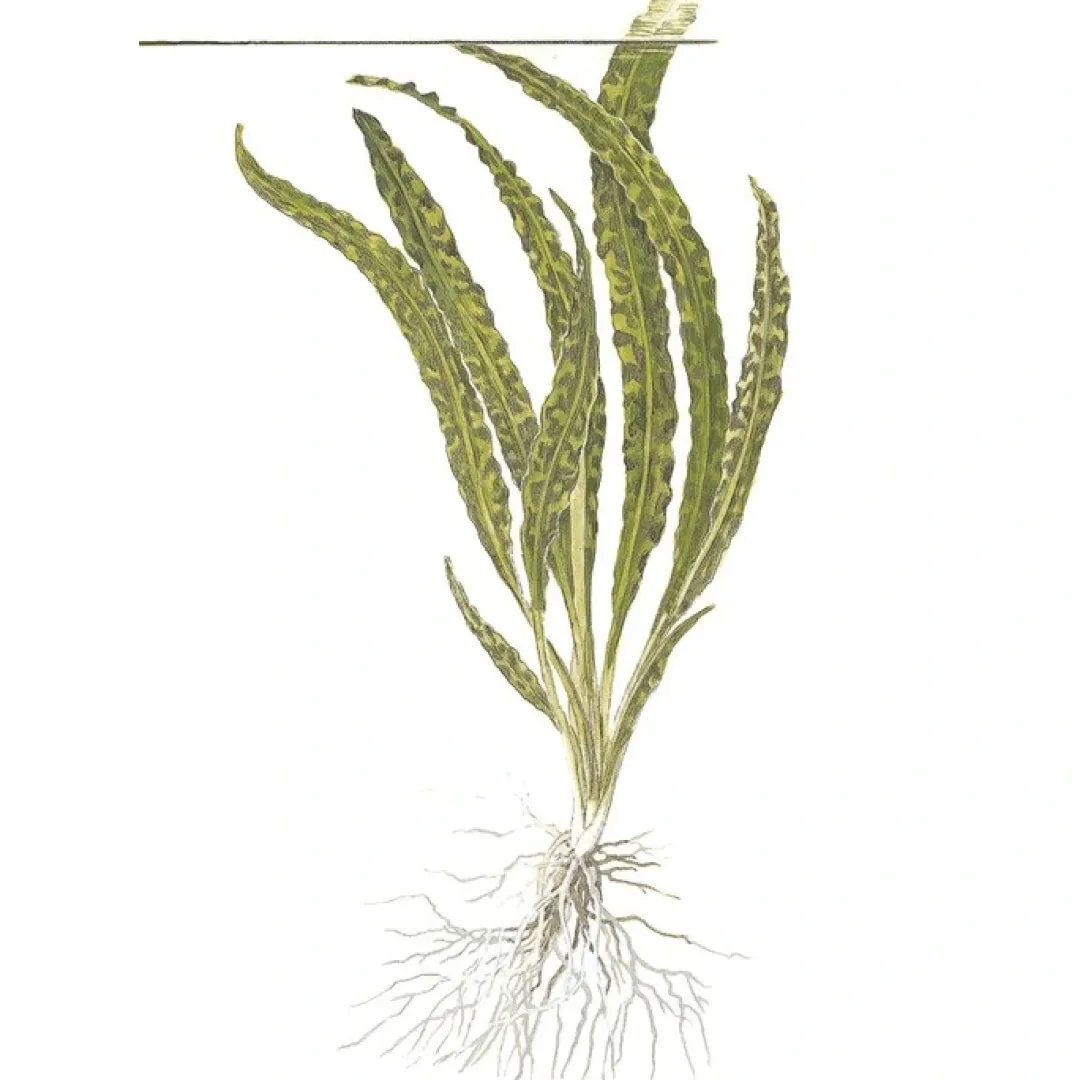 Tropica Akvarieplanter Tropica Cryptocoryne Crispatula 1-2-GROW