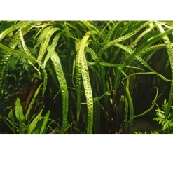 Tropica Akvarieplanter Tropica Cryptocoryne Crispatula 1-2-GROW