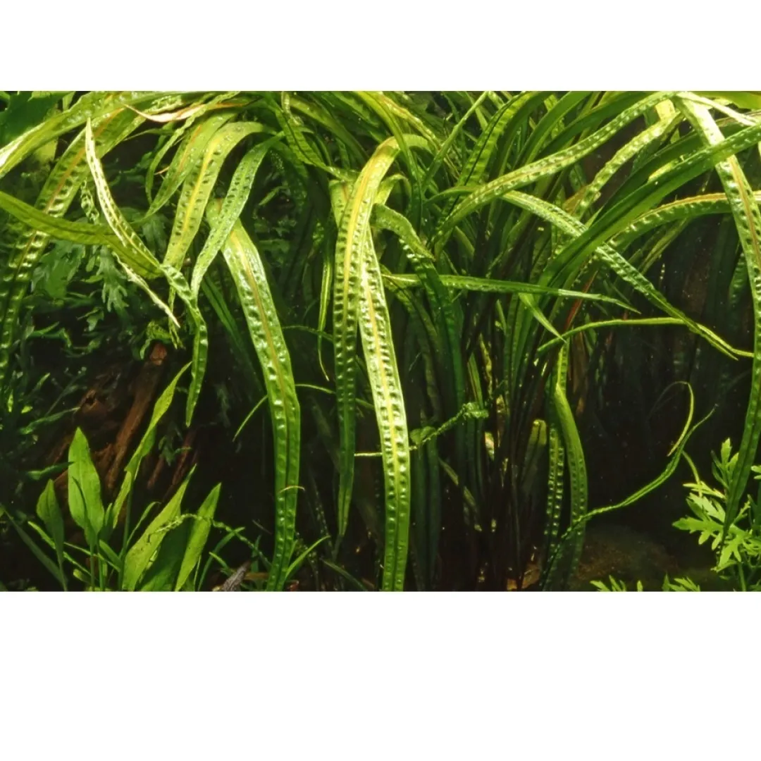 Tropica Akvarieplanter Tropica Cryptocoryne Crispatula 1-2-GROW