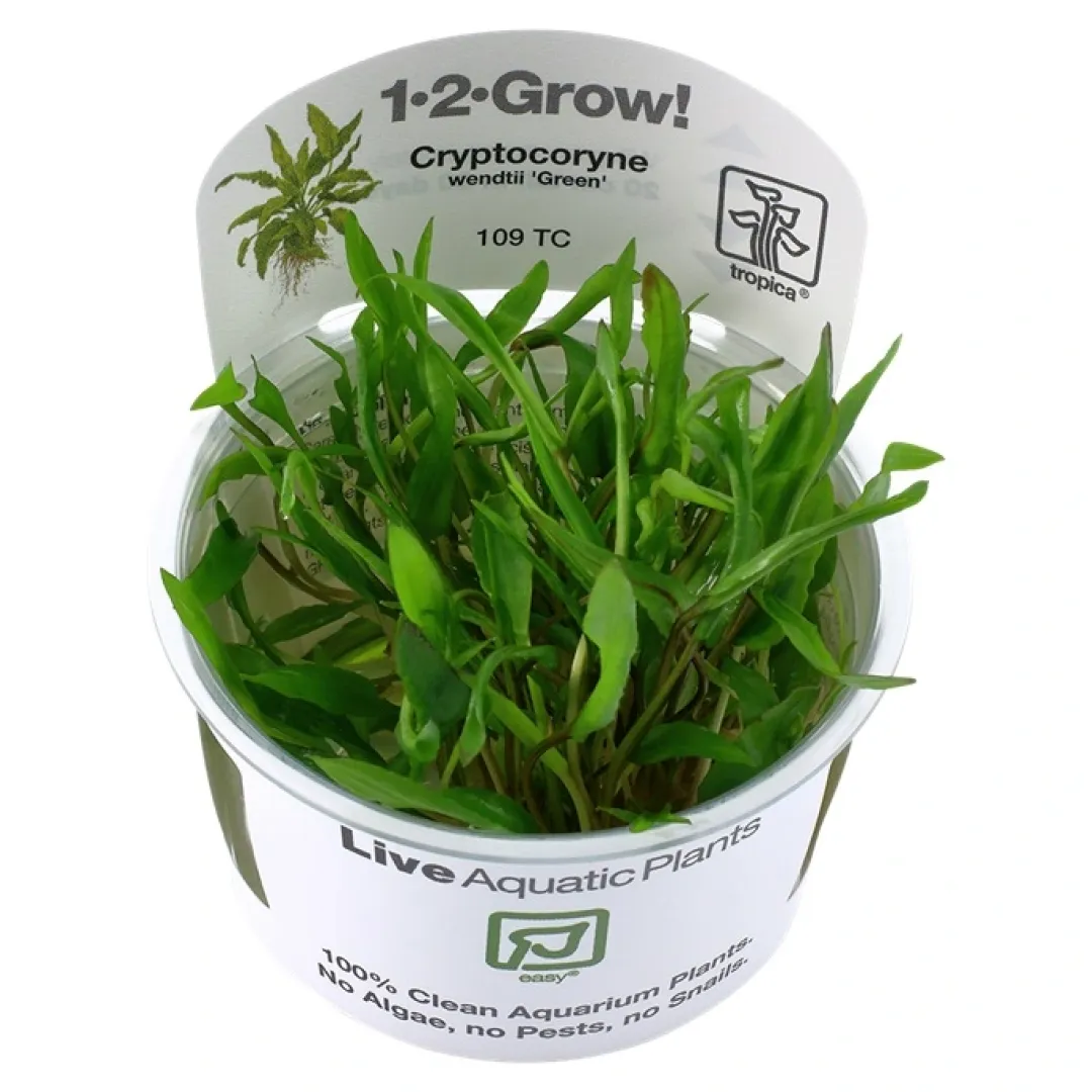 Tropica Akvarieplanter Tropica Cryptocoryne Wendtii Green 1-2-GROW