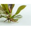 Tropica Akvarieplanter Tropica Echinodorus Reni 1-2-GROW x 3