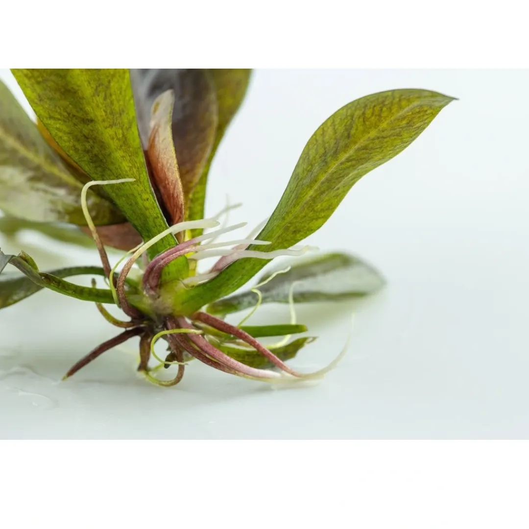 Tropica Akvarieplanter Tropica Echinodorus Reni 1-2-GROW x 3