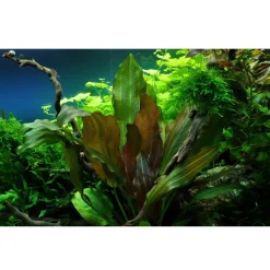 Tropica Akvarieplanter Tropica Echinodorus Reni 1-2-GROW x 3