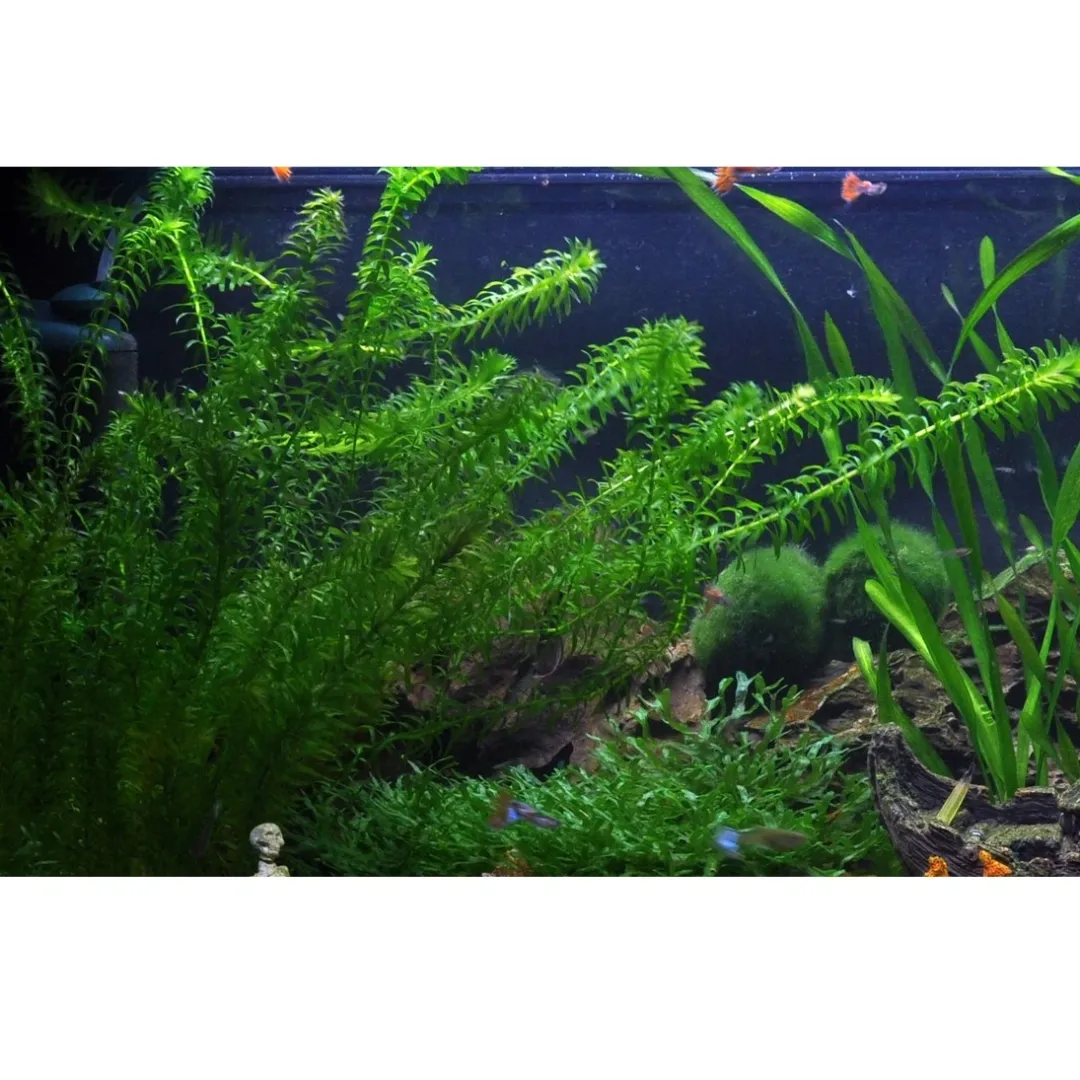 Tropica Akvarieplanter Tropica Egeria densa bundt plantestængler (Vandpest)