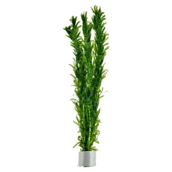 Tropica Akvarieplanter Tropica Egeria densa bundt plantestængler (Vandpest)