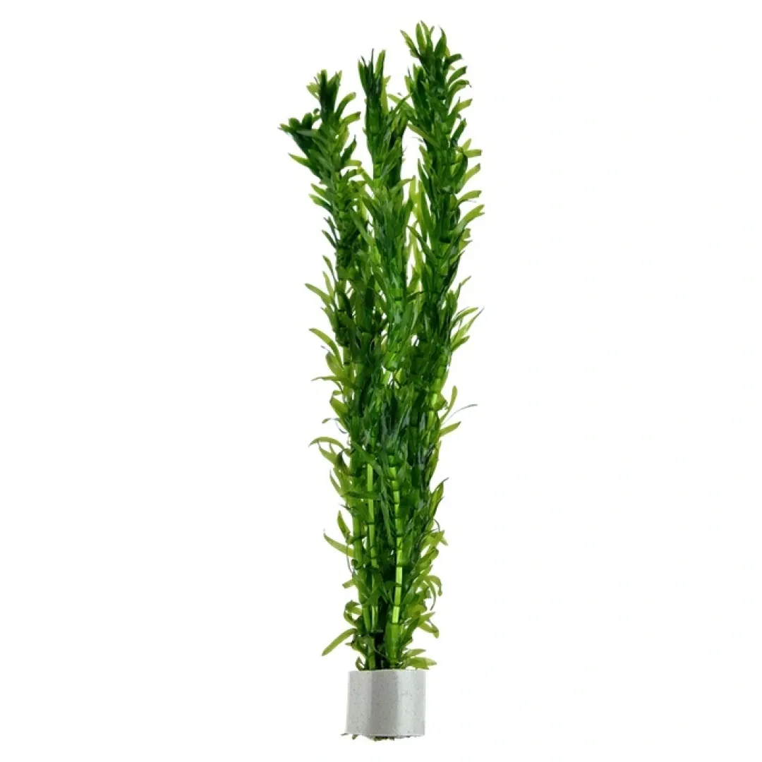 Tropica Akvarieplanter Tropica Egeria densa bundt plantestængler (Vandpest)