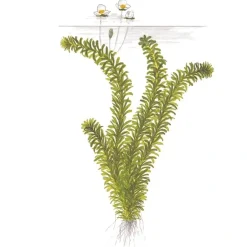 Tropica Akvarieplanter Tropica Egeria densa bundt plantestængler (Vandpest)