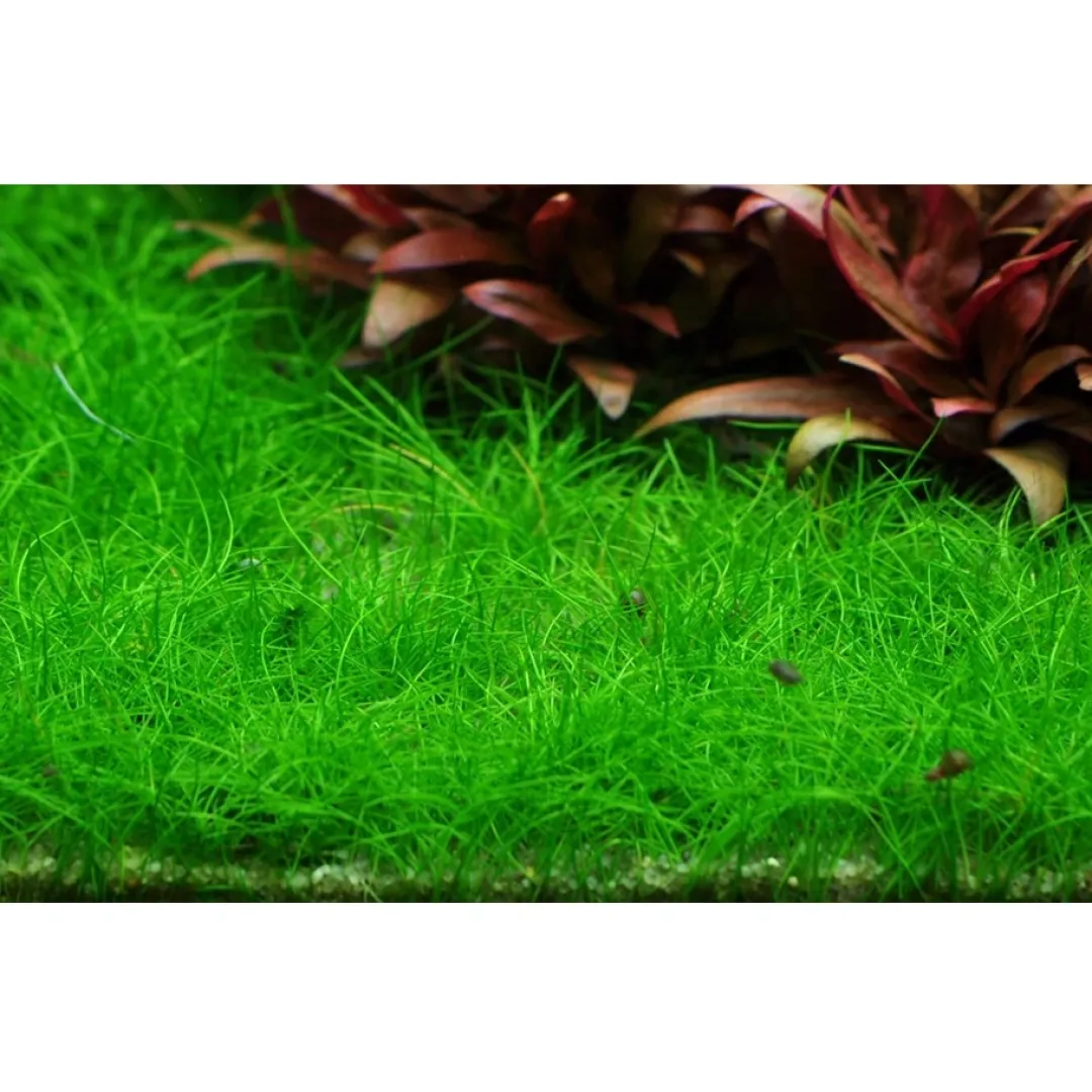 Tropica Akvarieplanter Tropica Eleocharis acicularis Mini 1-2-GROW x 3