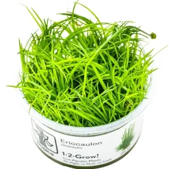 Tropica Akvarieplanter Tropica Eriocaulon cinereum 1-2-Grow