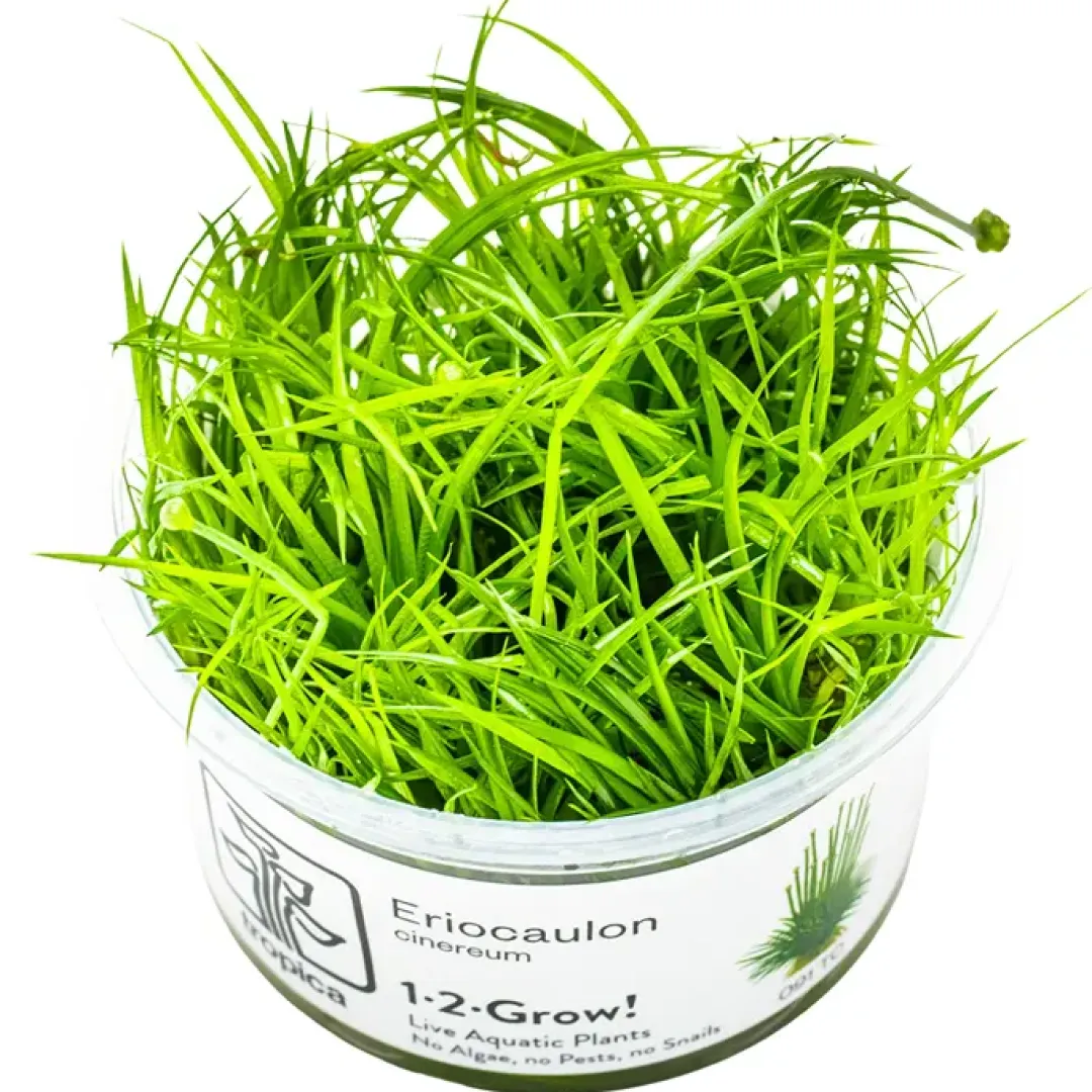 Tropica Akvarieplanter Tropica Eriocaulon cinereum 1-2-Grow