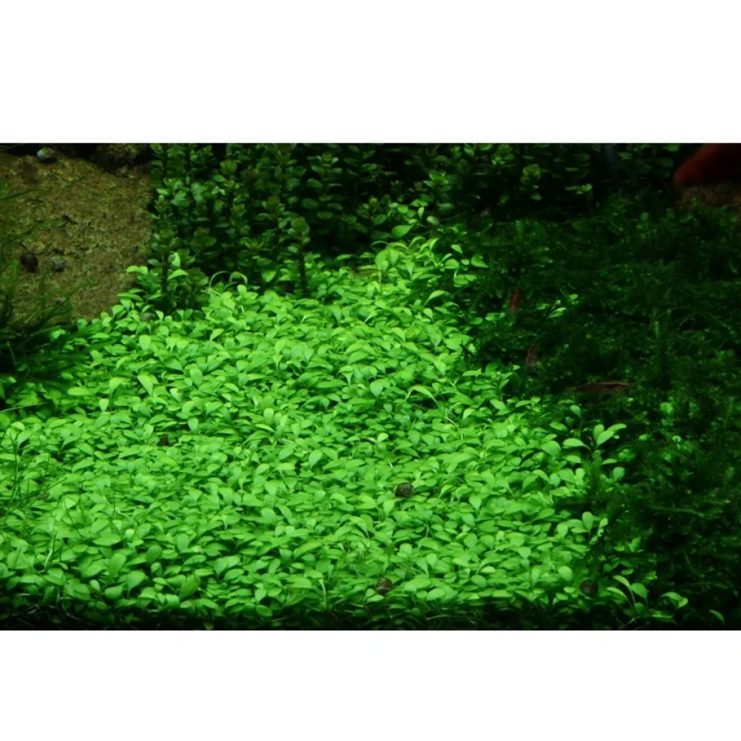 Tropica Akvarieplanter Tropica Glossostigma elatinoides 1-2-GROW x 3