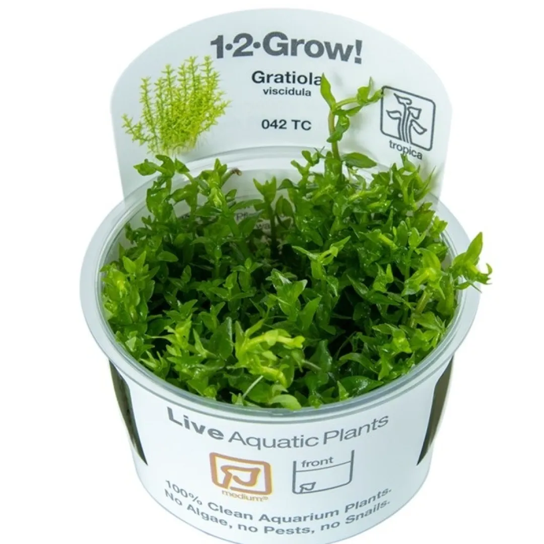 Tropica Akvarieplanter Tropica Gratiola viscidula 1-2-GROW