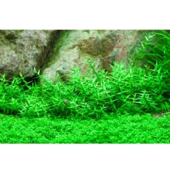Tropica Akvarieplanter Tropica Gratiola viscidula 1-2-GROW