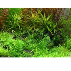 Tropica Akvarieplanter Tropica Gratiola viscidula 1-2-GROW