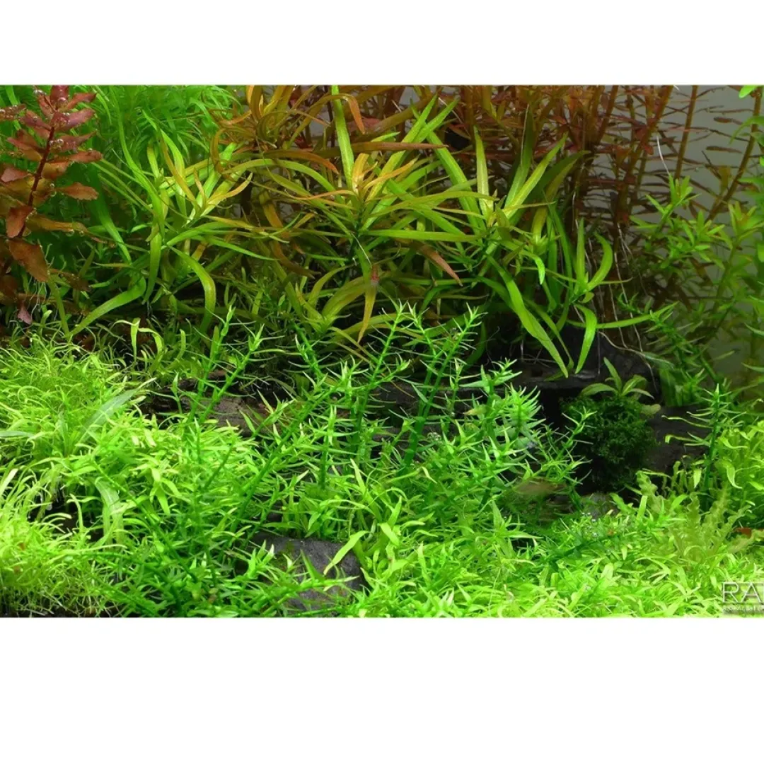 Tropica Akvarieplanter Tropica Gratiola viscidula 1-2-GROW